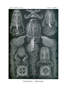 Chirodropida、1899-1904 作： German School