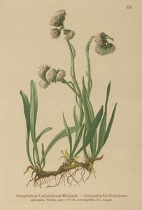 カッドウィード（Gnaphalium Carpathicum） 作： German School