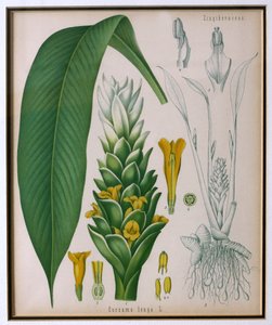 フランツ・オイゲン・コーラー作のコーラーズの薬用植物からのウコン（ウコン） 作： German School