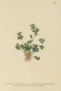 葉のあるレディースマントル（Alchemilla pentaphyllea）をカットします。 作： German School
