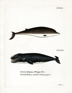 Cuvier