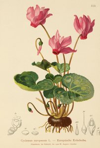 シクラメン（Cyclamen europaeum） 作： German School