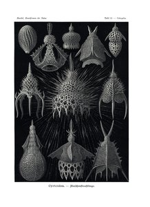 Cyrtoidea、1899-1904 作： German School