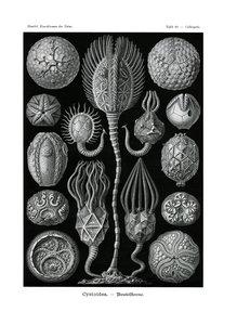 Cystoidea、1899-1904 作： German School