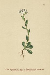 デイジーリーフロッククレス（Arabis bellidifolia）