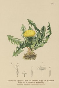 タンポポ（Taraxacum nigricans、Taraxacum officinale var。Alpinum） 作： German School