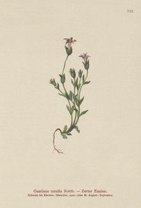 デンマークドワーフジェンティアン（Gentiana tenella、Gentianella tenella、Comastoma tenellum）