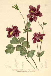 ダークコロンバイン（Aquilegia atrata） 作： German School