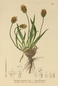 ダークオオバコ（Plantago atrata、Plantago montana） 作： German School