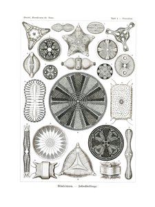 Diatomea、1899-1904 作： German School