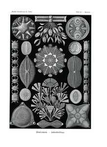 Diatomea、1899-1904 作： German School