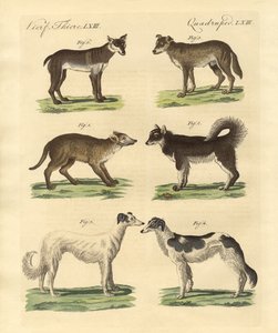 さまざまな種類の犬（カラー彫刻 作： German School
