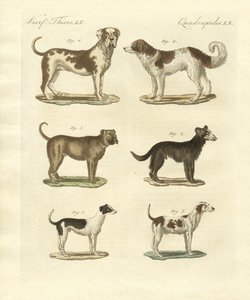 さまざまな種類の犬 作： German School