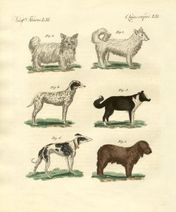さまざまな種類の犬 作： German School