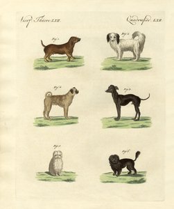 さまざまな種類の犬 作： German School