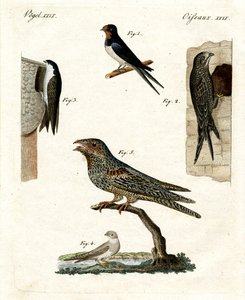 さまざまな種類の鳩 作： German School