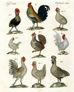 鶏の種類 作： German School