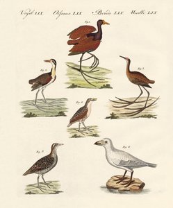 さまざまな種類の沼鳥 作： German School