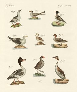 さまざまな種類の水鳥 作： German School