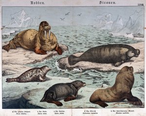 さまざまな種類のアザラシ（左はマーブルドアザラシ）、セイウチ（左上）、アシカ - "Natural history of mammals", ed.Schreiber, Munich 作： German School