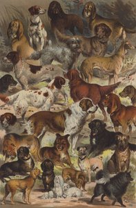 犬の品種 作： German School