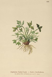 ドロマイトの脾臓（Asplenium Seelosii） 作： German School