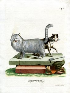 ドメスティック・キャット（彩色済み彫刻