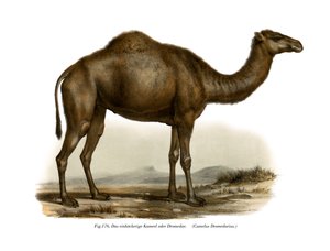 ヒトコブラクダ、1860 作： German School