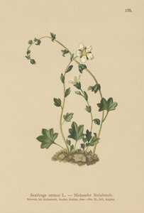 ユキノシタ（Saxifraga cernua）（カラーリトグラフ 作： German School