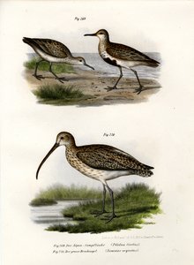 ダンリン、1864 作： German School