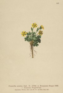 ドワーフチンクエホイル（Potentilla minima、Potentilla Brauneana、Potentilla dubia） 作： German School