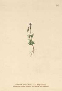 ドワーフジェンティアン（Gentiana nana、Gentianella nana） 作： German School