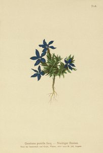 ドワーフジェンティアン（Gentiana pumila） 作： German School