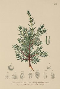 ドワーフジュニパー（Juniperus nana、Juniperus communis var。Nana、Juniperus communis var。Saxatilis） 作： German School