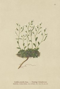 ドワーフロッククレス（Arabis pumila）