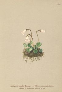 ドワーフスノーベル（Soldanella pusilla、Soldanella alpicola） 作： German School