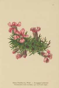 ドワーフソープワート（Silene Pumilio、Saponaria pumilia） 作： German School
