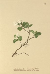 ドワーフウィロー（Salix herbacea） 作： German School