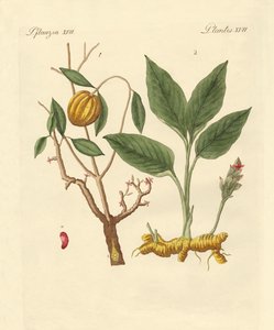 染料植物 作： German School