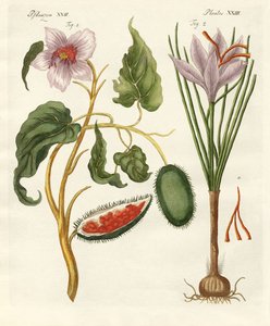 染料植物 作： German School