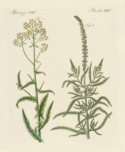 染料植物 作： German School