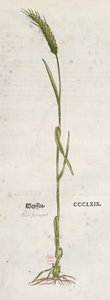 Leonhart Fuchs（1501-66）によるThe Herbariumの小麦の穂、バーゼル、1555年（カラー彫刻） 作： German School