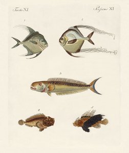 東インドの魚