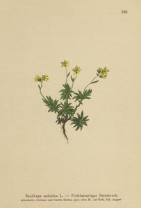 東サキシフラゲ（Saxifraga sedoides） 作： German School