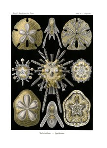 Echinidea, 1899-1904 作： German School