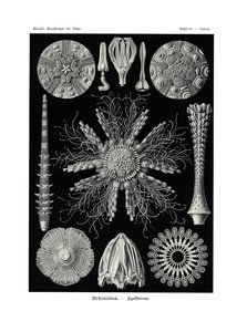 Echinidea, 1899-1904  作： German School