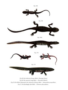 Edough Peninsula Ribbed Newt (color litho) 作： German School
