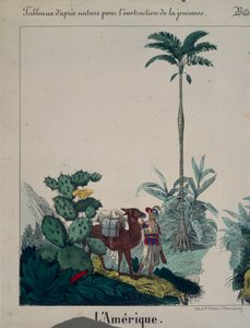 南アメリカの動植物をフィーチャーした教育ポスター、左側、F。ウェンツェル、ヴァイセンブルク、1840年発行（379942も参照）