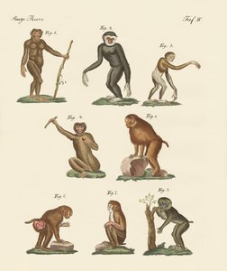 8種類のサル 作： German School
