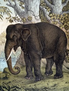 ゾウ - "Natural History of Mammals", ed.シュライバー、ミュンヘン 作： German School
